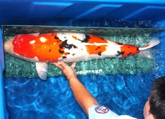 Kỹ thuật nuôi và chăm sóc cá koi theo chuẩn Nhật Bản