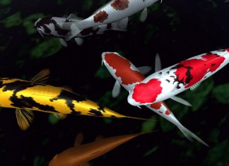 Hồ cá Koi bị đục nguyên nhân và hướng khắc phục