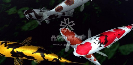 Hồ cá Koi bị đục nguyên nhân và hướng khắc phục