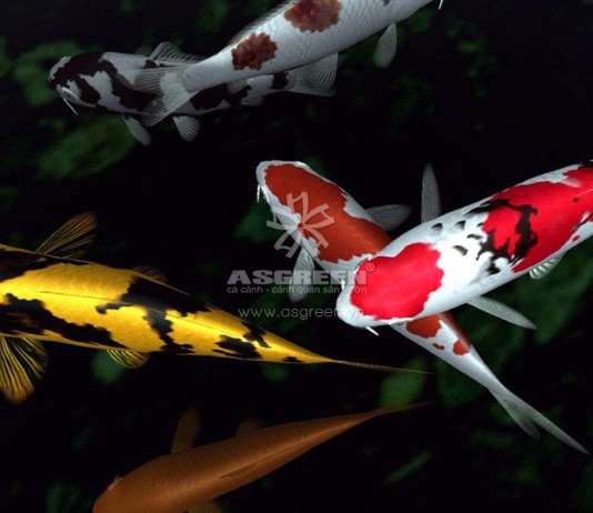 Hồ cá Koi bị đục nguyên nhân và hướng khắc phục