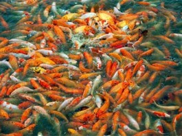 Kĩ thuật nuôi cá Koi cho sinh sản