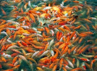 Kĩ thuật nuôi cá Koi cho sinh sản