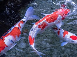 Cách nhận biết cá Koi Nhật Bản