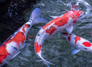 Cách nhận biết cá Koi Nhật Bản