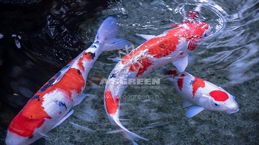 Cách nhận biết cá Koi Nhật Bản