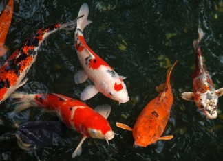 Cách nuôi cá Koi trong hồ xi măng