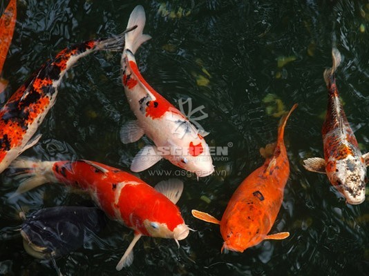 Cách nuôi cá Koi trong hồ xi măng