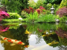 Kỹ thuật nuôi cá Koi đúng tiêu chuẩn