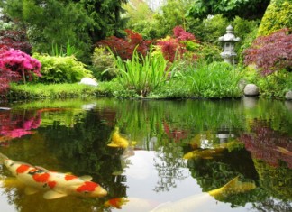 Kỹ thuật nuôi cá Koi đúng tiêu chuẩn