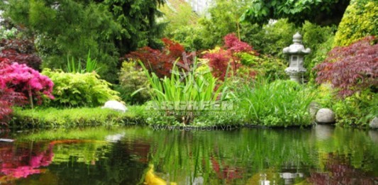 Kỹ thuật nuôi cá Koi đúng tiêu chuẩn