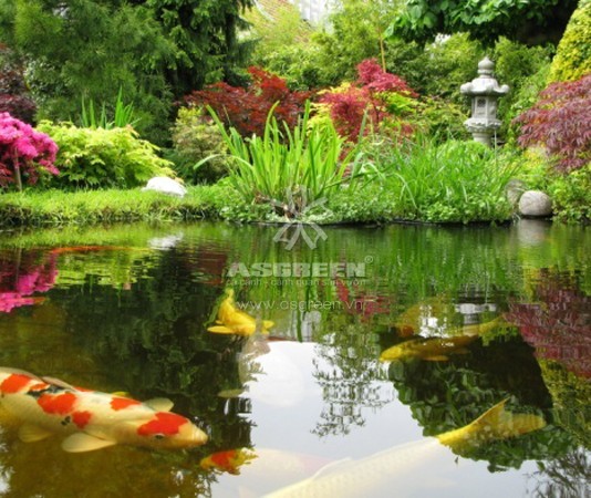 Kỹ thuật nuôi cá Koi đúng tiêu chuẩn