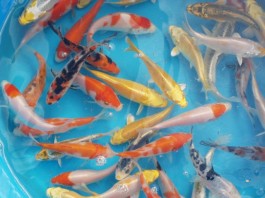 Kỹ thuật ương cá Chép Nhật – cá Koi