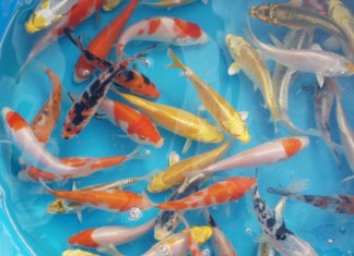 Kỹ thuật ương cá Chép Nhật – cá Koi