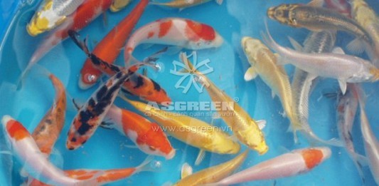 Kỹ thuật ương cá Chép Nhật – cá Koi