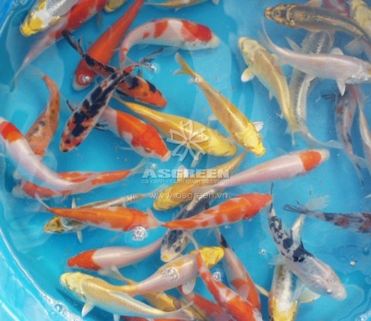 Kỹ thuật ương cá Chép Nhật – cá Koi
