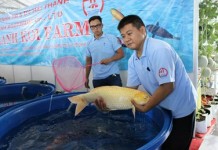 Loài cá “nhà giàu” có tuổi thọ lên tới 60 năm ở Việt Nam