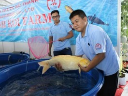 Loài cá “nhà giàu” có tuổi thọ lên tới 60 năm ở Việt Nam