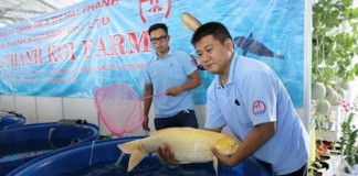 Loài cá “nhà giàu” có tuổi thọ lên tới 60 năm ở Việt Nam