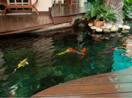 Mẫu hồ cá Koi hiện đại