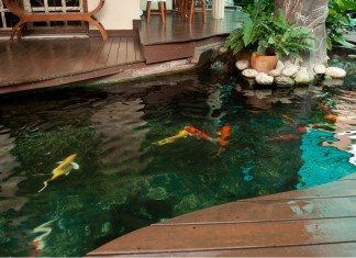 Mẫu hồ cá Koi hiện đại