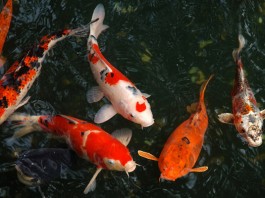 Những dấu hiệu nhận biết cá Koi bị bệnh