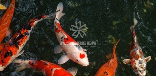 Những dấu hiệu nhận biết cá Koi bị bệnh