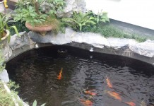 Xây Hồ Xi Măng Cho Koi