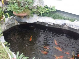 Xây Hồ Xi Măng Cho Koi