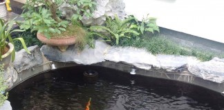 Xây Hồ Xi Măng Cho Koi