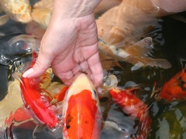 Kỹ thuật nuôi cá Koi