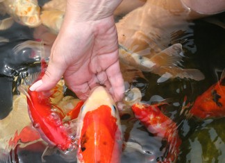 Kỹ thuật nuôi cá Koi