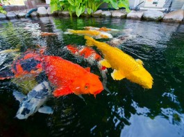 Có nên vệ sinh bộ lọc hồ cá koi thường xuyên không?