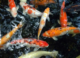 Vì sao cá chép Koi được xem là cá cảnh thân thiện nhất?