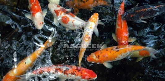 Vì sao cá chép Koi được xem là cá cảnh thân thiện nhất?