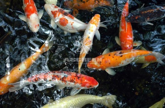 Vì sao cá chép Koi được xem là cá cảnh thân thiện nhất?