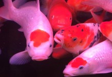 Mới về nhiều cá Koi size từ 20-50cm đủ màu sắc – 10/3/2016