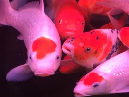 Mới về nhiều cá Koi size từ 20-50cm đủ màu sắc – 10/3/2016