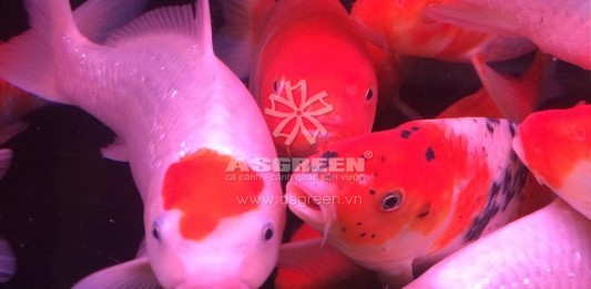 Mới về nhiều cá Koi size từ 20-50cm đủ màu sắc – 10/3/2016