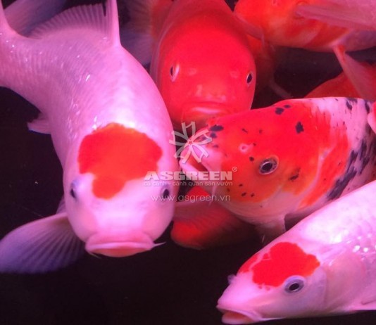 Mới về nhiều cá Koi size từ 20-50cm đủ màu sắc – 10/3/2016