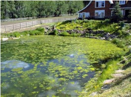 Xử lý ao, hồ cá cảnh trang trí vào mùa xuân – Cách nào ngăn chặn tảo nở hoa?