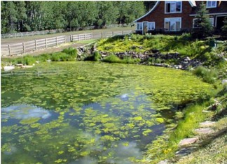 Xử lý ao, hồ cá cảnh trang trí vào mùa xuân – Cách nào ngăn chặn tảo nở hoa?