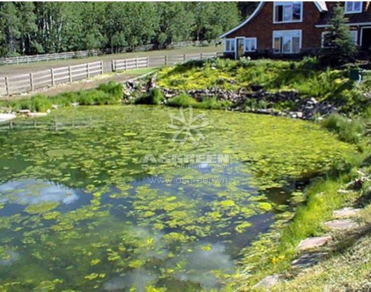 Xử lý ao, hồ cá cảnh trang trí vào mùa xuân – Cách nào ngăn chặn tảo nở hoa?