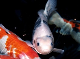 3 nguyên nhân khiến cá koi nổi đầu