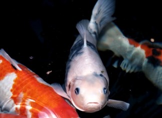 3 nguyên nhân khiến cá koi nổi đầu