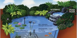 Tự thiết kế một hồ cá koi sân vườn theo 3 bước