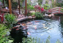 Oxi hòa tan trong hồ cá biến đổi thế nào