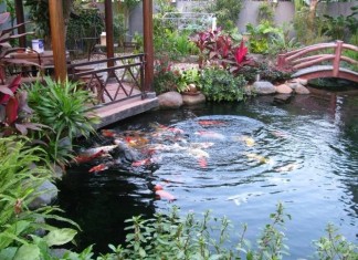 Oxi hòa tan trong hồ cá biến đổi thế nào