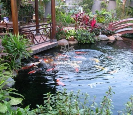 Oxi hòa tan trong hồ cá biến đổi thế nào