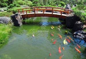 Mẫu hồ cá Koi truyền thống Nhật Bản 28
