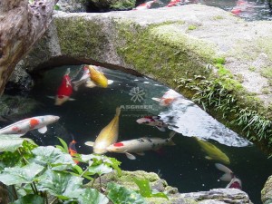 Mẫu hồ cá Koi truyền thống Nhật Bản 39